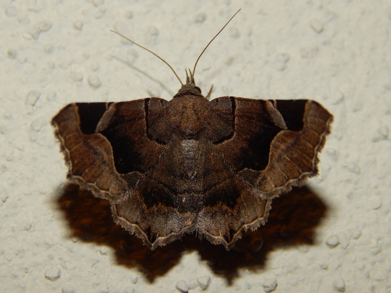 Zethes insularis - Erebidae